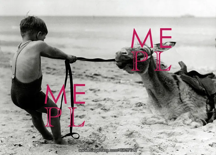 : Boy with mulish donkey : Boy with mulish donkey