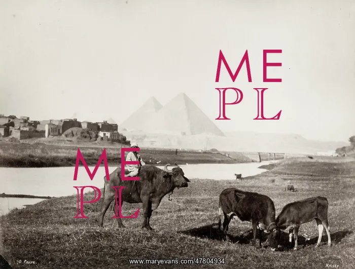 : Boy on ox, pyramids at Giza in the background, Egypt : Boy on ox, pyramids at Giza in the background, Egypt