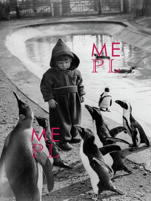 : Boy and penguins : Boy and penguins