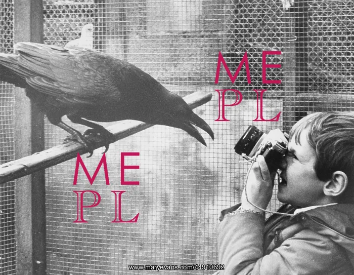 : Boy photographing raven, Mousehole, Cornwall : Boy photographing raven, Mousehole, Cornwall