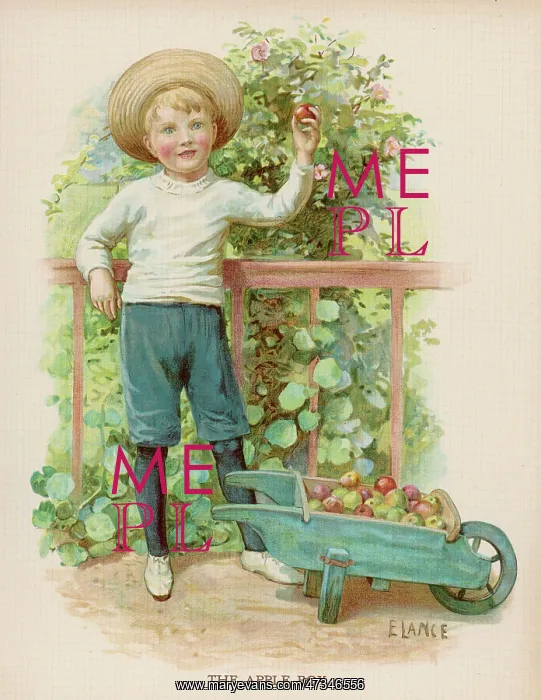 : BOY PICKING APPLES : BOY PICKING APPLES