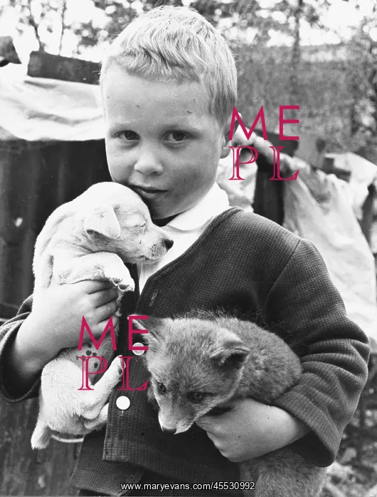 : Boy, puppy and fox : Boy, puppy and fox
