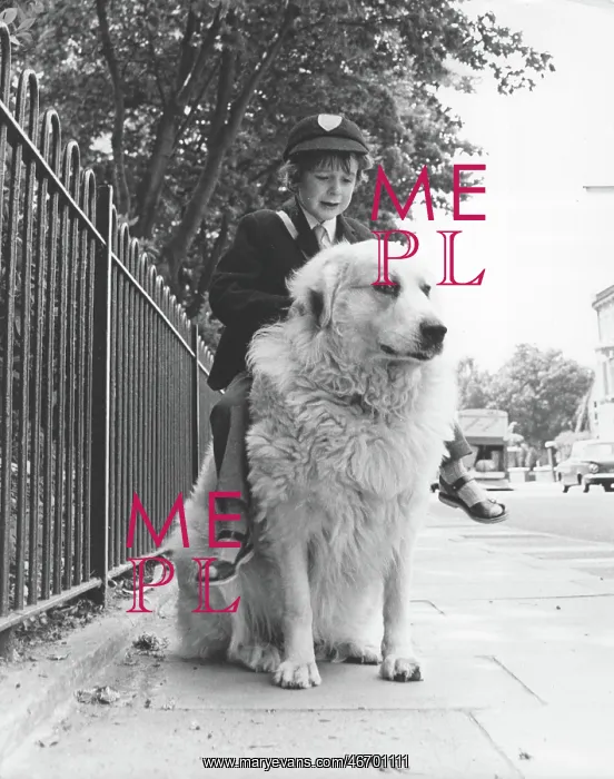 : Boy riding dog to school : Boy riding dog to school