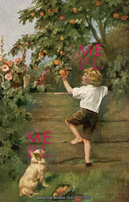 : BOY SCRUMPING APPLES : BOY SCRUMPING APPLES