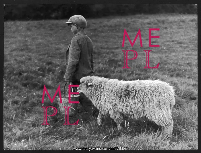 : BOY AND SHEEP : BOY AND SHEEP