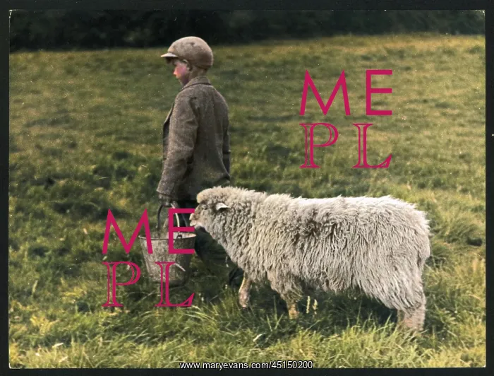 : BOY AND SHEEP : BOY AND SHEEP