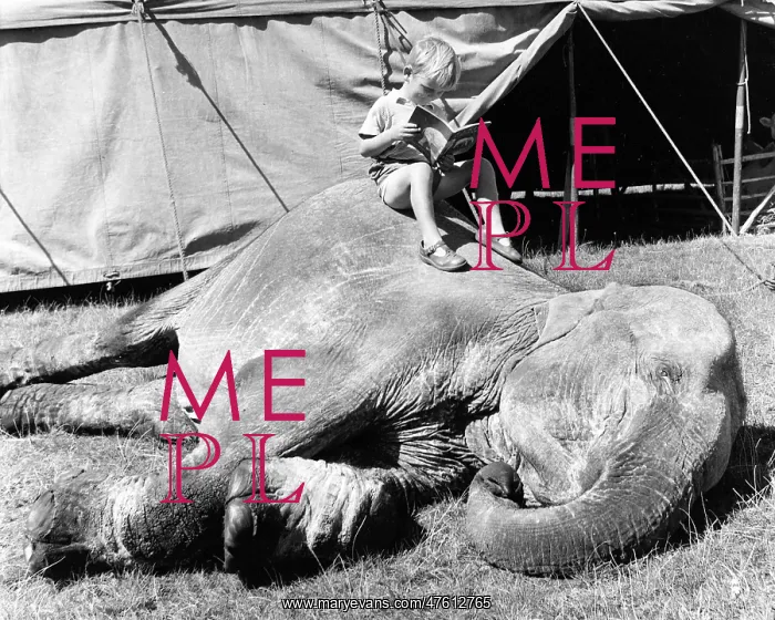 : Boy sitting on elephant, Sir Robert Fossett's Circus : Boy sitting on elephant, Sir Robert Fossett's Circus