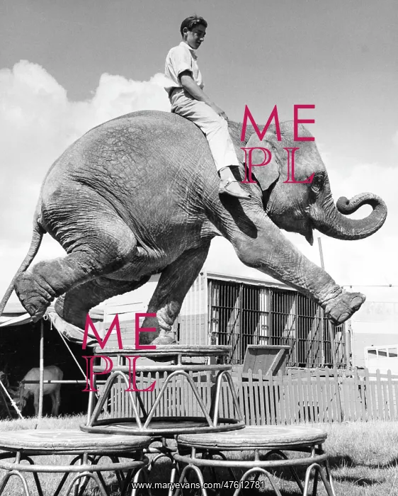 : Boy sitting on elephant, Sir Robert Fossett's Circus : Boy sitting on elephant, Sir Robert Fossett's Circus
