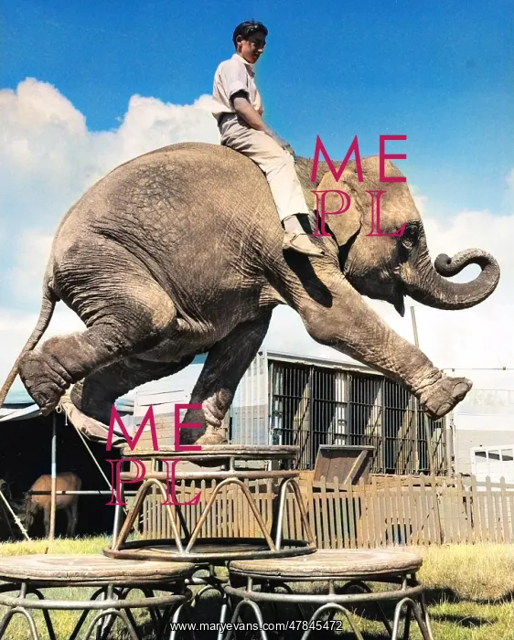 : Boy sitting on elephant, Sir Robert Fossett's Circus : Boy sitting on elephant, Sir Robert Fossett's Circus