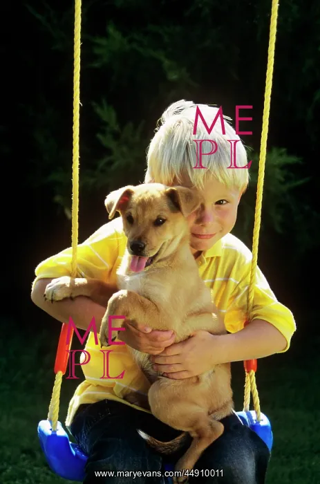  : Boy sitting with puppy on swing looking at camera