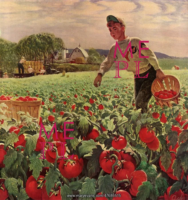 : Boy in Tomato Field : Boy in Tomato Field