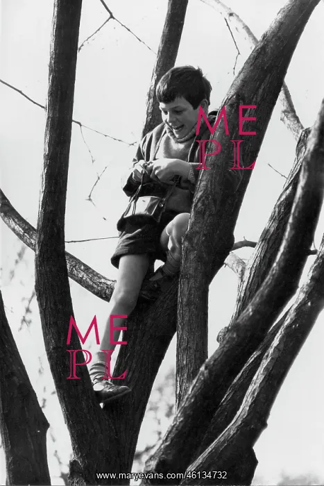 : Boy in a tree laughing : Boy in a tree laughing