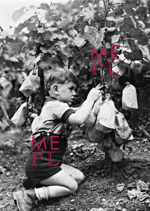 : A boy in a vineyard at Montmarte, 1942 : A boy in a vineyard at Montmarte, 1942