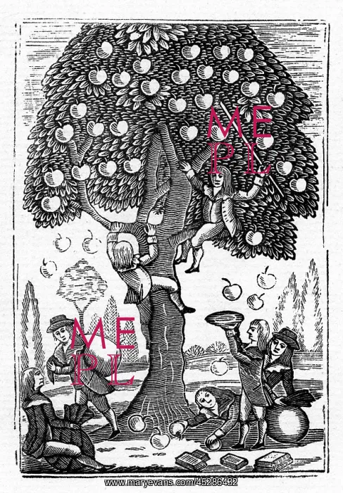  : Boys in an apple trees