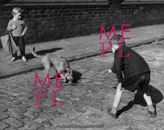 : Two boys and a dog, Hulme, Manchester : Two boys and a dog, Hulme, Manchester