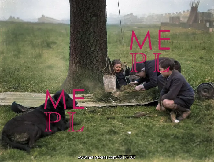 : Three boys and a dog on wasteland : Three boys and a dog on wasteland
