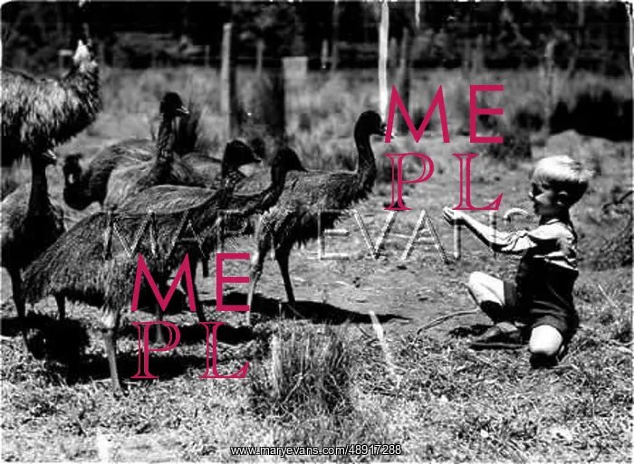 : BOYS FEEDING OSTRICHES : BOYS FEEDING OSTRICHES