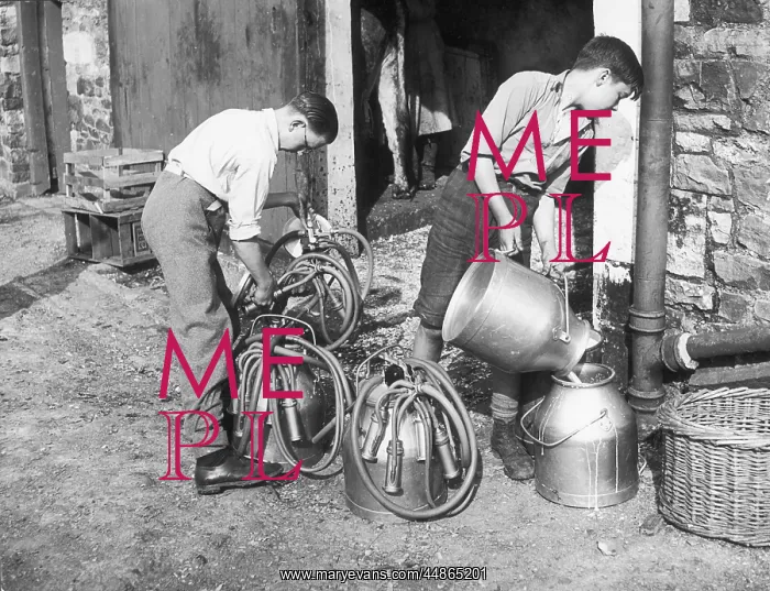 : BOYS HELP WITH MILKING : BOYS HELP WITH MILKING