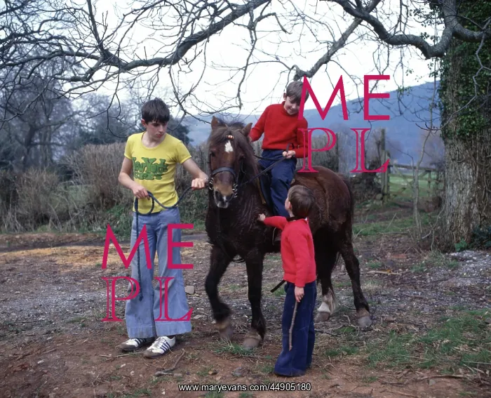  : Three boys with a pony, Exmoor