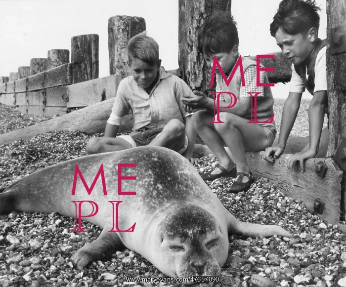 : Three boys with seal on a pebbly beach : Three boys with seal on a pebbly beach