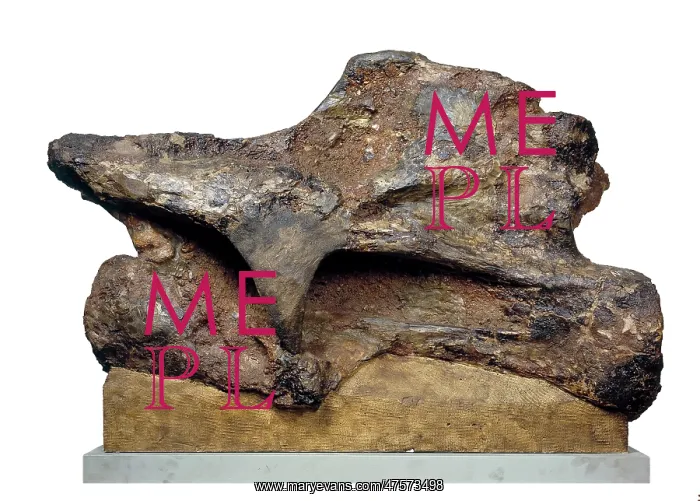 : Brachiosaur neck vertebra : Brachiosaur neck vertebra