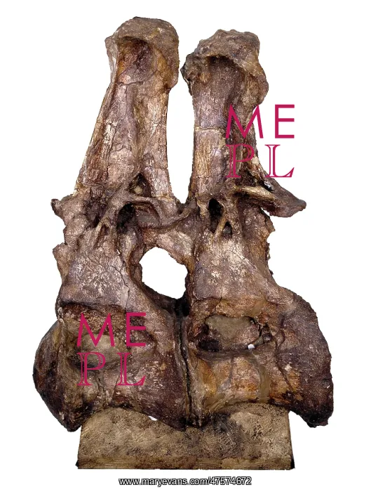 : Brachiosaur back vertebra : Brachiosaur back vertebra