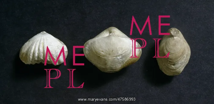 : Three brachipods : Three brachipods