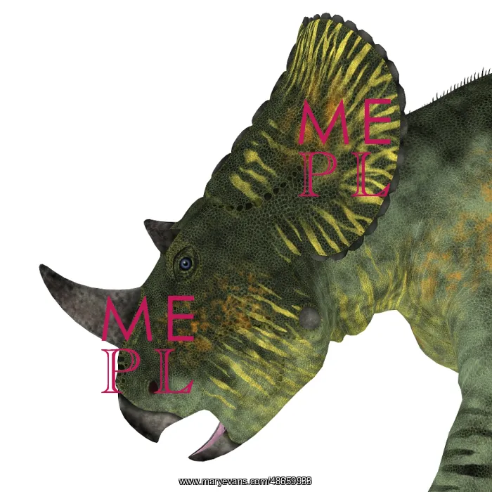 : Brachyceratops dinosaur head : Brachyceratops dinosaur head