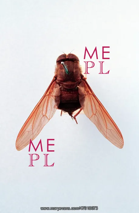 : Brachycerous fly : Brachycerous fly