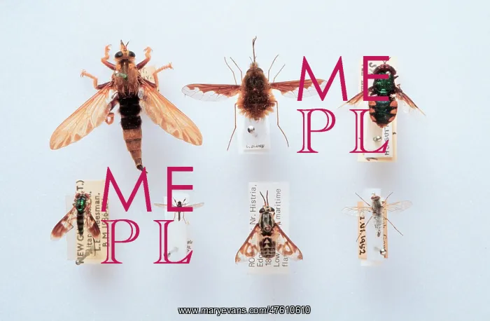 : Brachyera family specimens : Brachyera family specimens