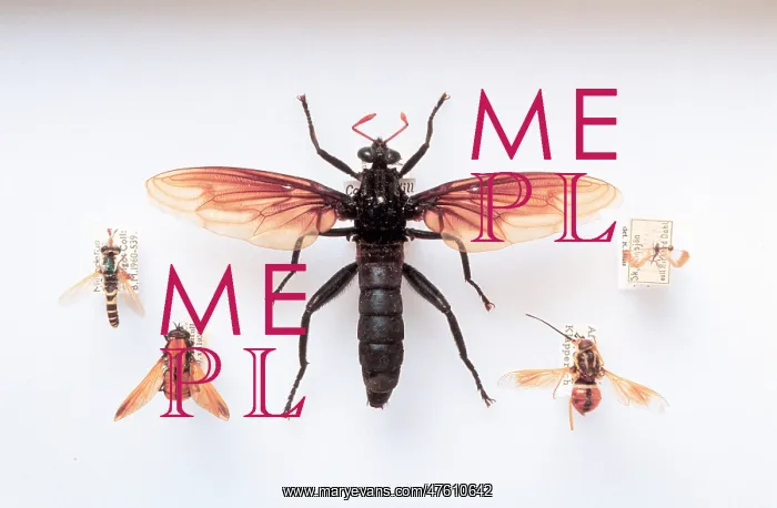 : Brachyera family specimens : Brachyera family specimens