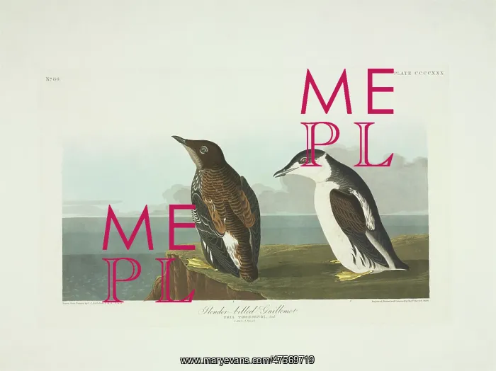 : Brachyramphus marmoratus, marbled murrelet : Brachyramphus marmoratus, marbled murrelet
