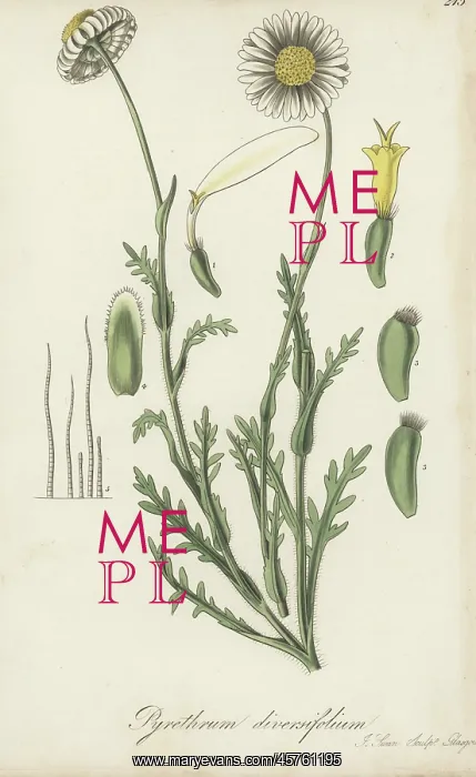 : Brachyscome diversifolia : Brachyscome diversifolia