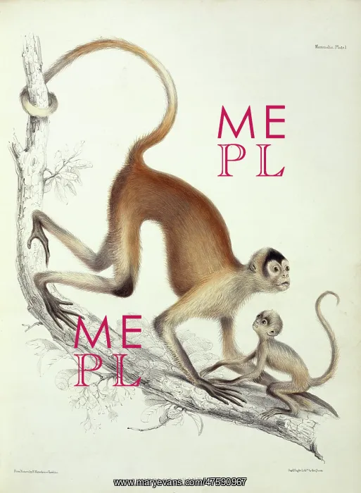: Brachyteles sp. woolly spider monkey : Brachyteles sp. woolly spider monkey