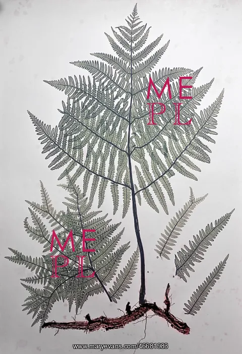 : Bracken (Pteridium aquilinum), leaves, selfprint by nature : Bracken (Pteridium aquilinum), leaves, selfprint by nature