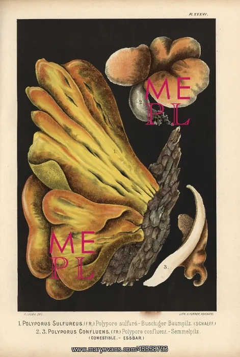 : Bracket fungus, Laetiporus sulphureus, and : Bracket fungus, Laetiporus sulphureus, and