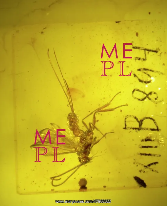 : Braconid wasp in amber : Braconid wasp in amber
