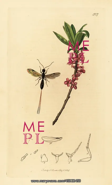 : Braconid wasp and mezereon : Braconid wasp and mezereon