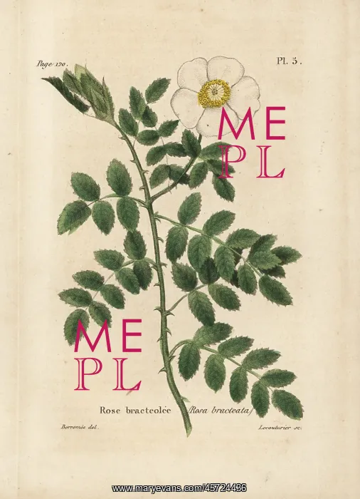 : Bracteate rose, Rosa bracteata : Bracteate rose, Rosa bracteata