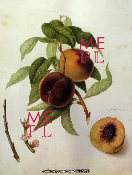 : Braddick's American Peaches : Braddick's American Peaches