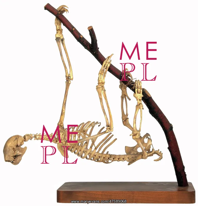 : Bradypus sp. three-toed sloth : Bradypus sp. three-toed sloth