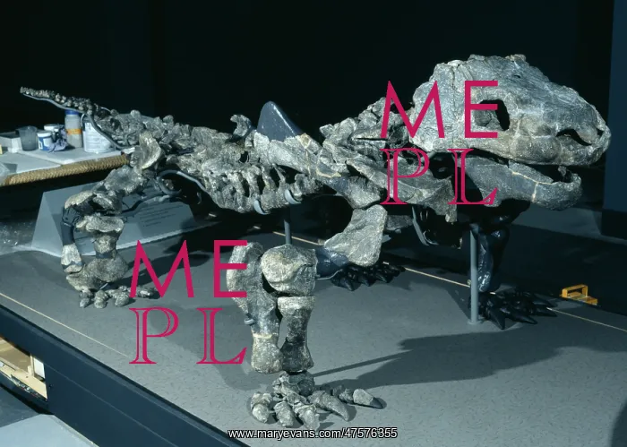 : Bradysaurus baini : Bradysaurus baini