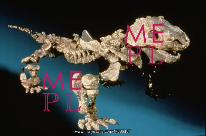 : Bradysaurus baini : Bradysaurus baini
