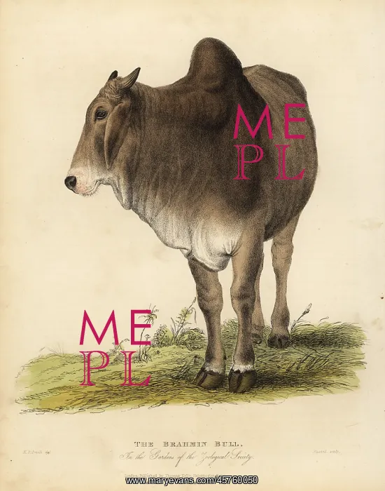 : Brahma breed of zebu cattle, Bos taurus indicus : Brahma breed of zebu cattle, Bos taurus indicus