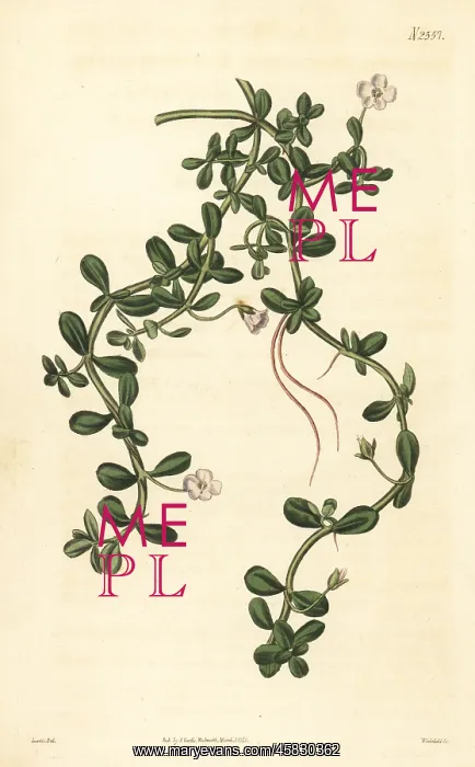 : Brahmi or waterhyssop, Bacopa monnieri : Brahmi or waterhyssop, Bacopa monnieri