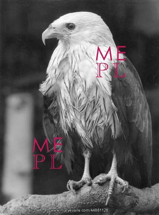  : BRAHMINY KITE