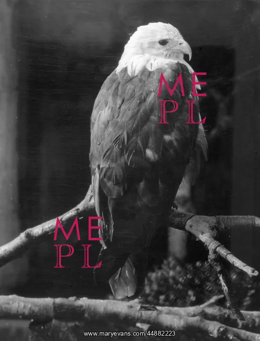  : BRAHMINY KITE
