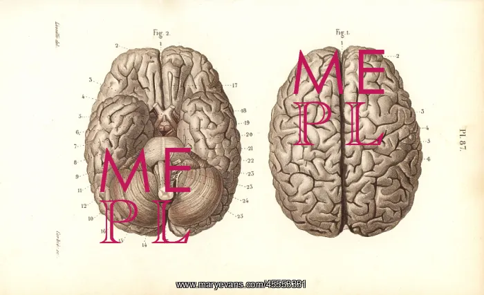 : Brain from above and below : Brain from above and below