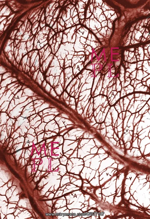 : Brain Arteries and Veins : Brain Arteries and Veins