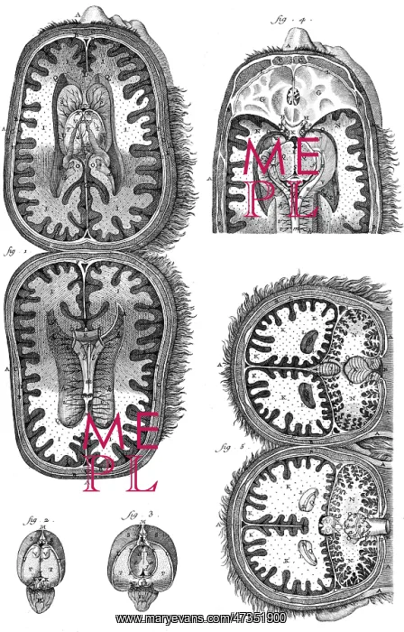 : BRAIN CAVITIES 18TH C : BRAIN CAVITIES 18TH C